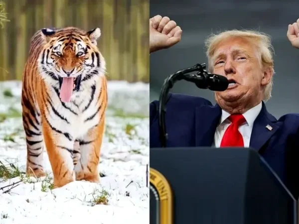 Former British child star killed by a tiger; Trump releases AI-generated video of himself “taming and hugging” a tiger